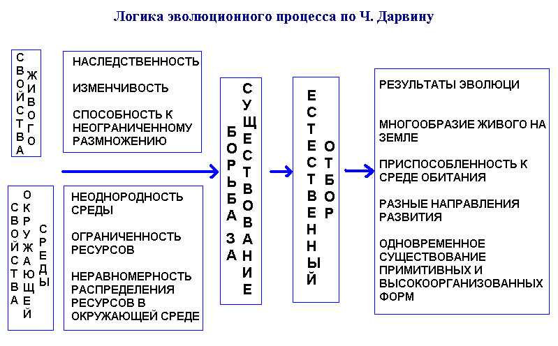 Основные закономерности биологической эволюции 9 класс. Понятие естественный отбор. 4 движущие силы эволюции по дарвину. Теория эволюции и естественного отбора. Дарвинский процесс.